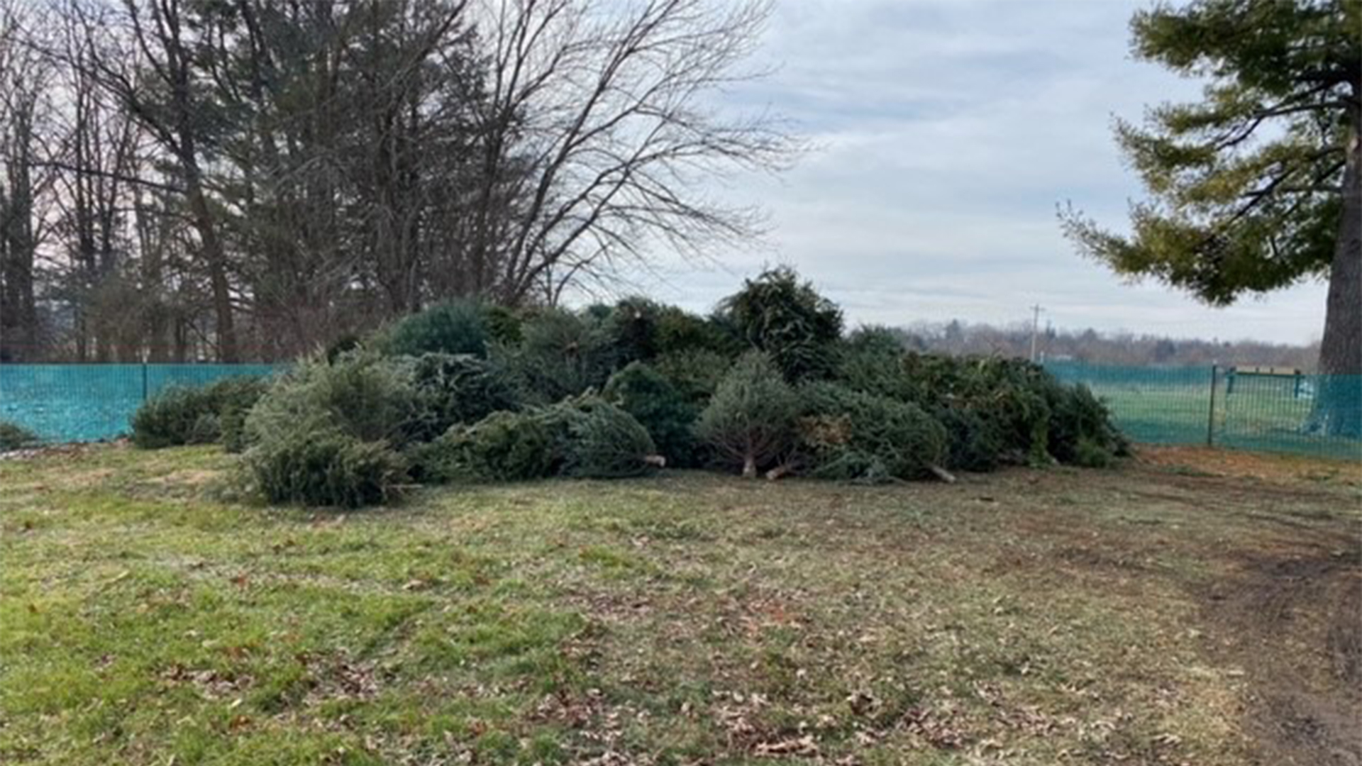 Snowflakes, lights, and Christmas tree recycling with Champaign County Forest Preserve District