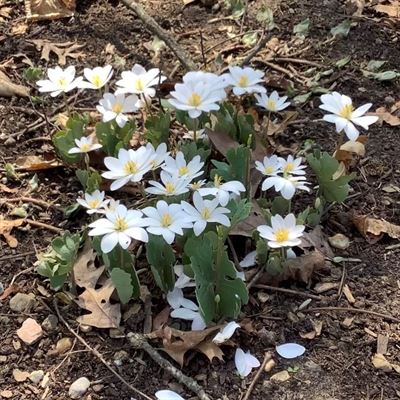 image Bloodroot