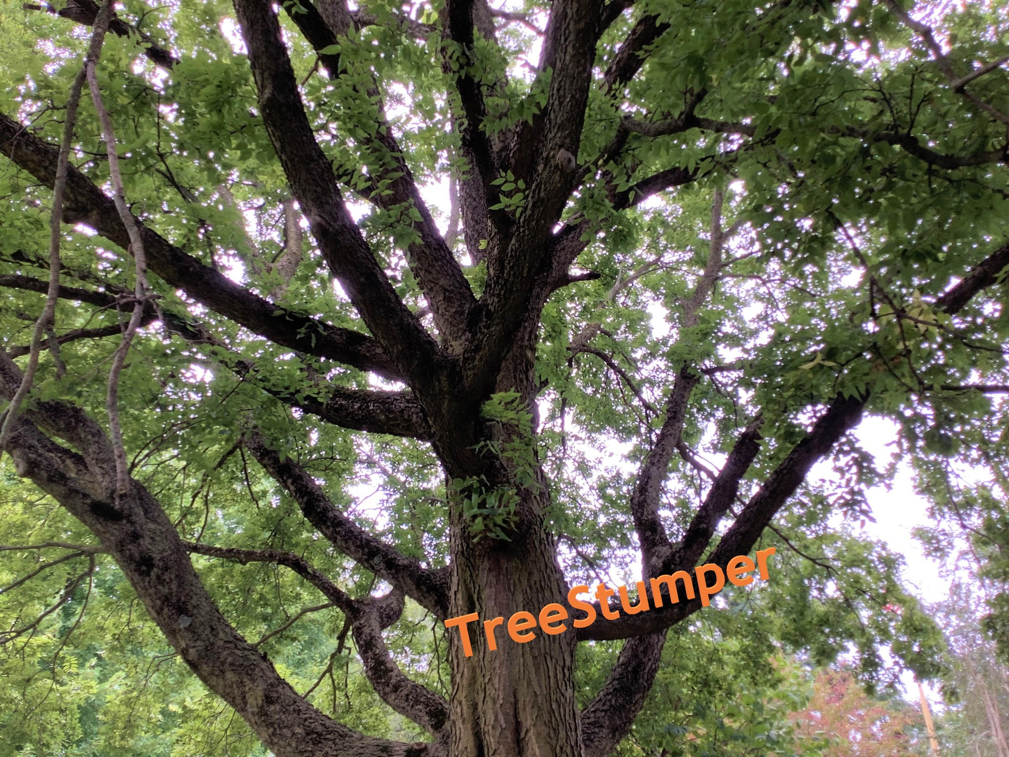 Native Illinois Tree Species