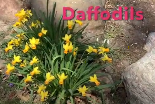 March's Birth Flower