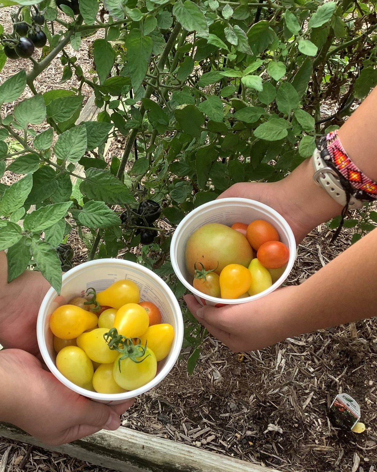 Growing in the Discovery Garden