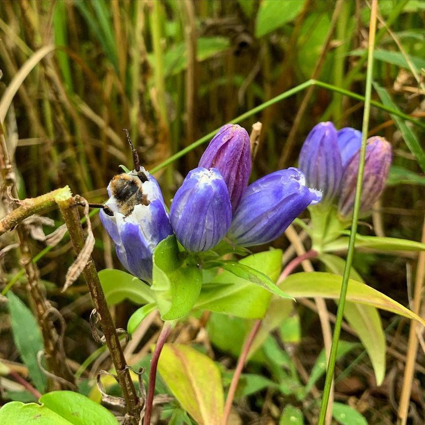 Don't forget the bees!