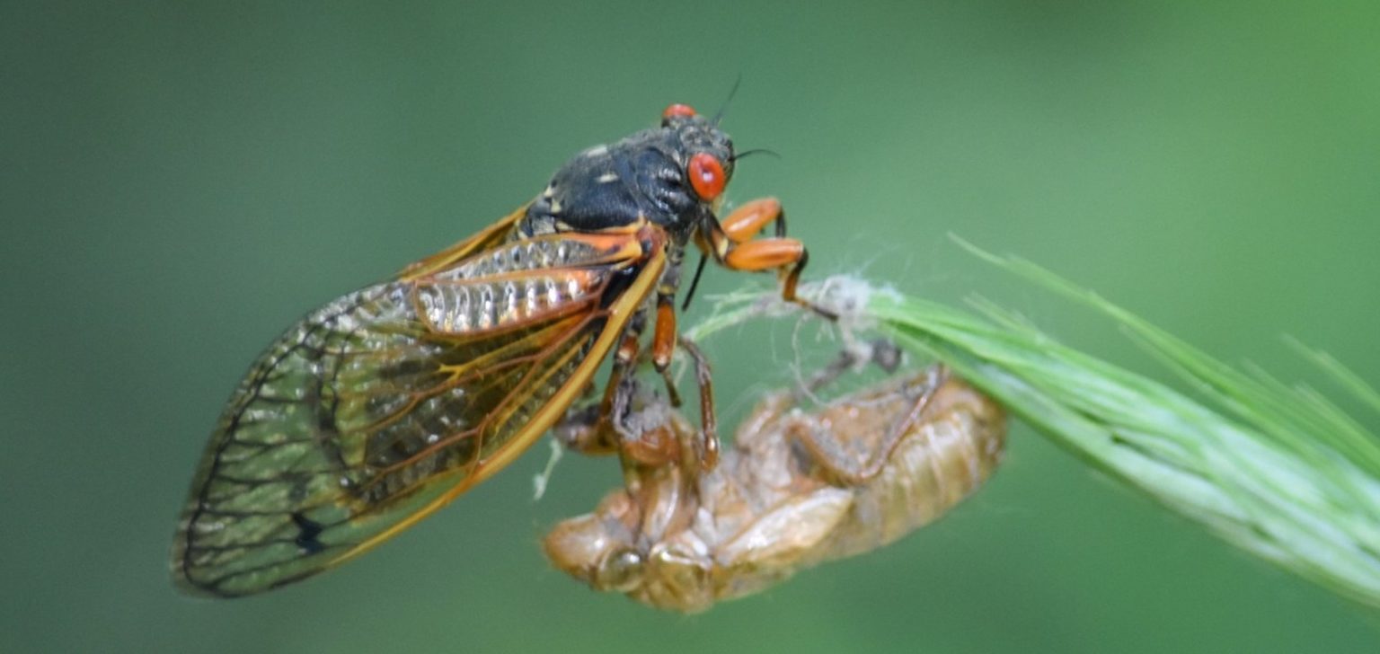 Become one with Cicadas at Museum of the Grand Prairie