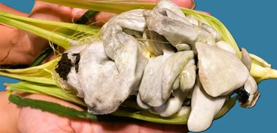 image Huitlacoche, An Edible Maize Fungus Enjoyed by the Aztecs