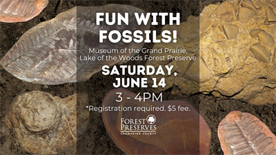 image FUN WITH FOSSILS!
