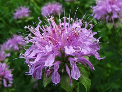 image Rooted in Purpose: Native Plants
